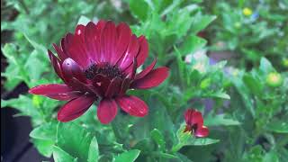  Relaxing Piano Musi, Romantic Music, Relaxing Music for Studying, Sleep or Relaxation