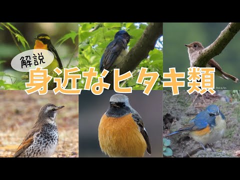 Psophiidaeについて詳しく解説