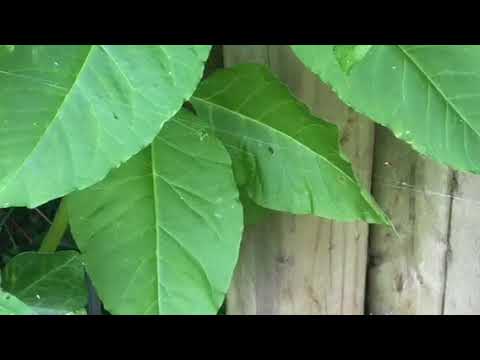 Yellow Sac Spider in Forked River, NJ