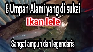 Download lagu 8 Umpan Alami yang disukai ikan lele mp3