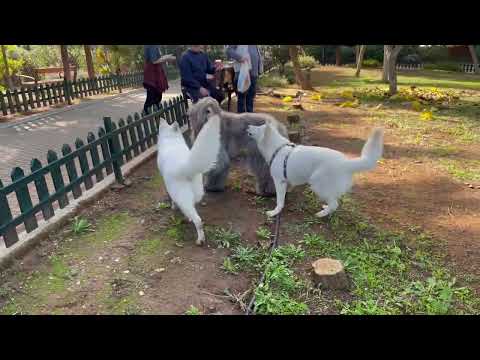💕 loren , syndra  & Bashir 💞Σε μεγάλες τρέλες . . . 😎😎😎