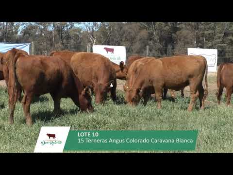 LOTE 10 | 15 Terneras Angus Colorado Caravana Blanca