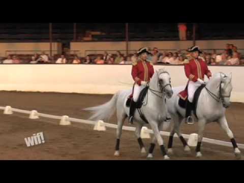 Behind the Scenes of the World Famous Lipizzaner Stallions