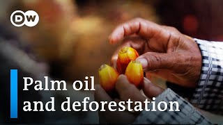 Safeguarding the rainforests - The future of palm oil | DW Documentary