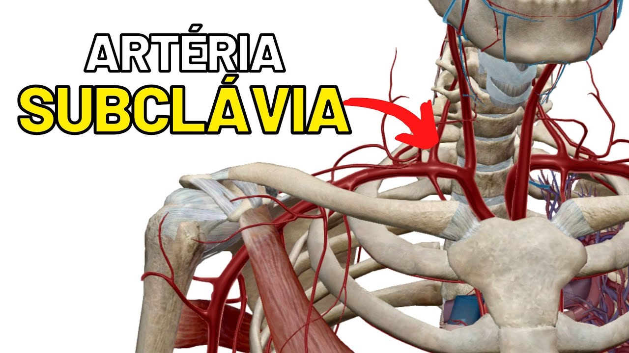 Artéria SUBCLÁVIA: Limites, ramos e trajeto ANGIOLOGIA - Aula de Anatomia humana grátis e fácil