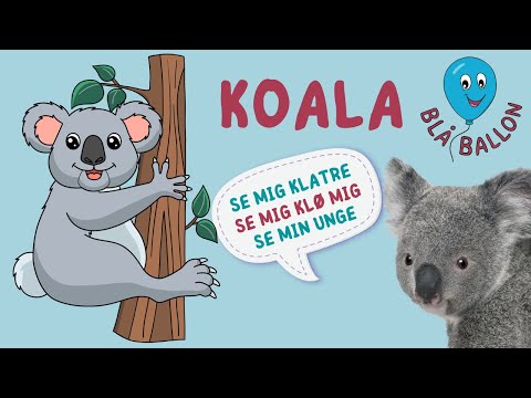 🐨 Koala 🐨 Lær koalaen at kende! Se koalaer spise, sove og klø sig. Se en unge drikke mælk hos moren.