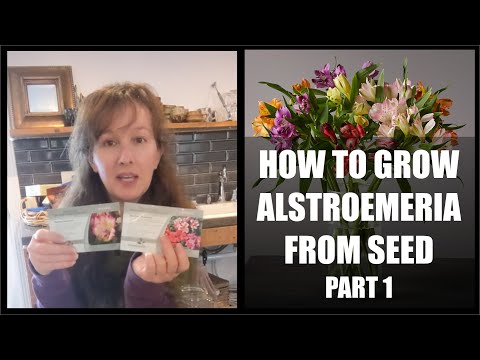 HOW TO GROW ALSTROEMERIA FROM SEEDS- PART 1