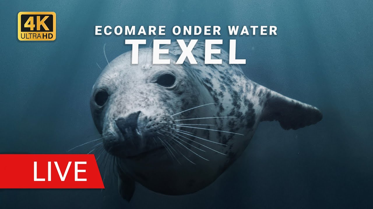 Live webcam view of Cámara Submarina de Focas Ecomare
