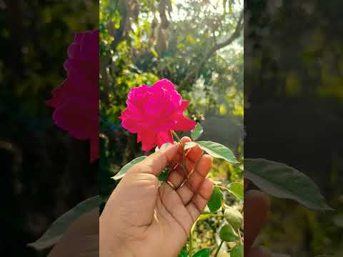 Beautiful pink flower 🌹#flowers #shortvideo #rose #garden #love #trending