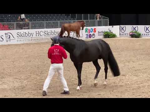 Total Hope OLD kåret i Dansk Varmblod.