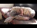 Este Perro Se Había Convertido En Piedra. Ahora Mira Su Increíble Transformación.