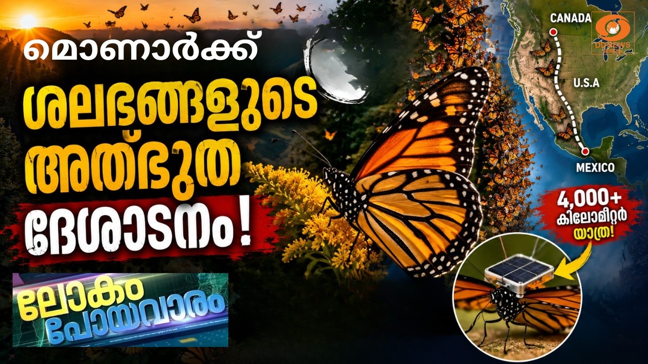 മൊണാർക്ക് ശലഭങ്ങളുടെ അത്ഭുത ദേശാടനം | 4,000+ കിലോമീറ്റർ 