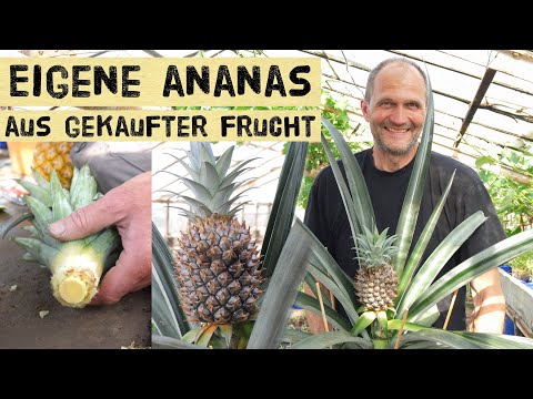 Ananas selber ziehen und ernten aus gekaufter Supermarktananas. Anleitung zur eigenen Pflanze.