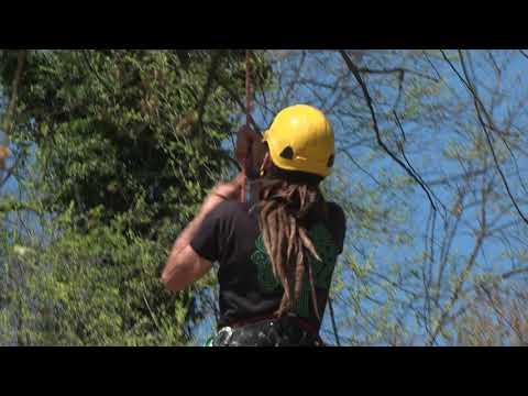 La Grande Bellezza - INTERVENTO ALLA VALLE DEI PLATANI