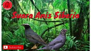 Download lagu Suara Burung Anis Siberia dan Terapi Air mp3 Download lagu Suara Burung Anis Siberia dan Terapi Air mp3