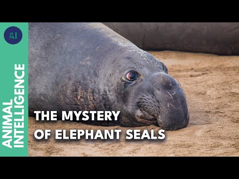 Uncharted depth of the sea: biology of elephant seal revealed | AI