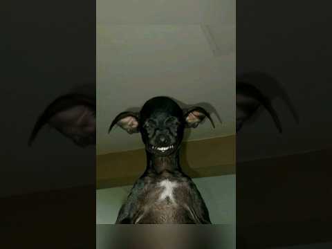 SkinWalker Disguised As Animals ☢️ PRT-56 #viral #ytshorts