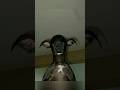 SkinWalker Disguised As Animals ️ PRT 56 Viral Ytshorts