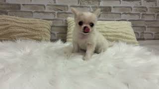 チワワ(ロング)の動画01