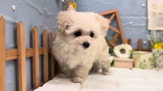 ハーフ犬の動画01