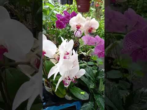 , title : 'Butterfly orchids| Please Subscribe'