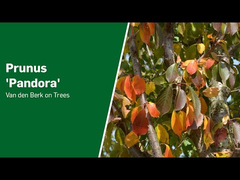 Prunus pandora - Van den Berk on Trees