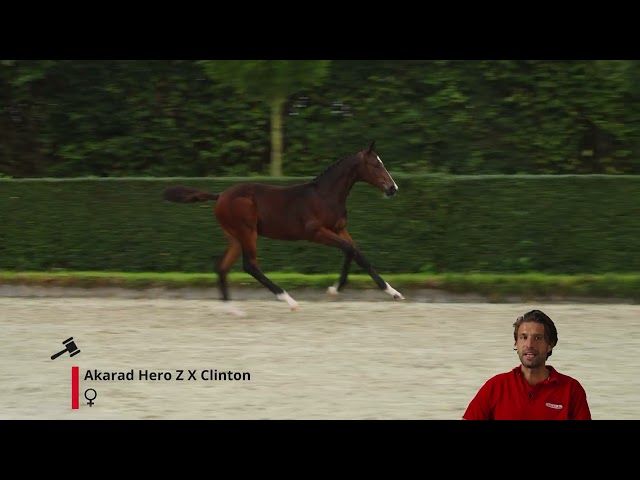 Amour Glacé Z