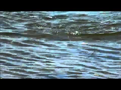 Orades a Rockfishing Sam Bosch-Revista PESCA D'ILLES núm. 26.mp4