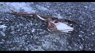 S. Carey - Fire Scene