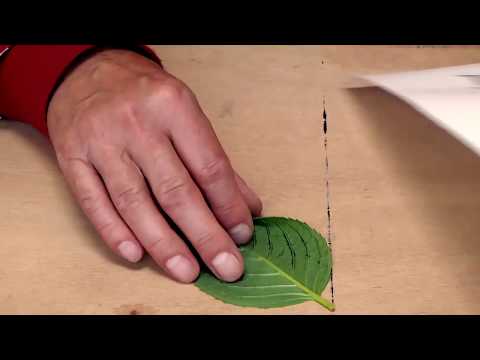 Kunst mit Struktur: Arbeiten wie der Künstler Max Ernst