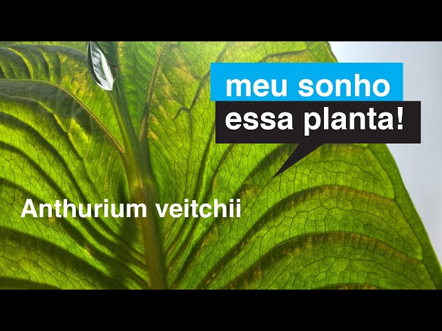 Video Pronunciation of veitchii in English