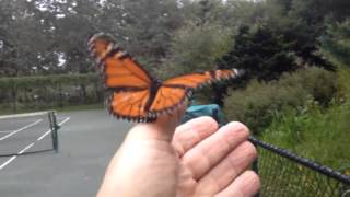 Monarch Butterfly lands on Sky&#39;s hand