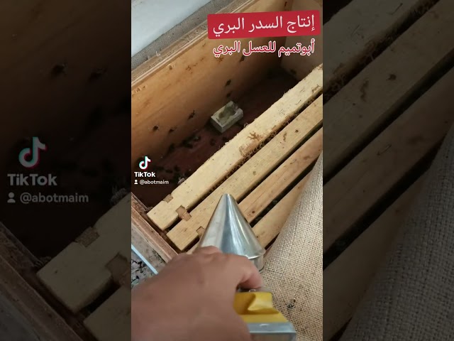 عسل السدر البري g500