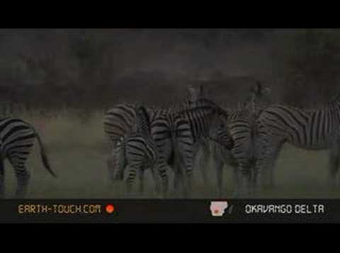 Zebras and buffalos gather