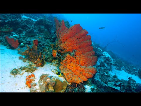 A Drop into the Abyss ep. 18