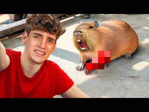 🩸Rescaté Capibara Herido por Ataque de Cocodrilo🩸 con @DilaneSalvaje