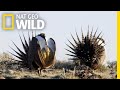 The Grouse's Unique Mating Ritual | America the Beautiful