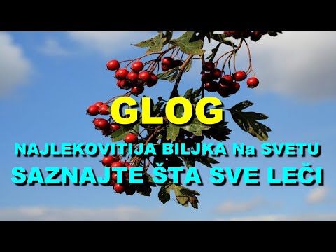 GLOG - NAJLEKOVITIJA BILJKA Na SVETU - SAZNAJTE ŠTA SVE LEČI