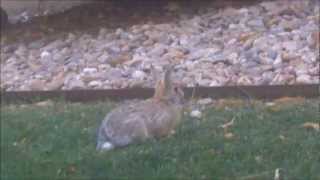 Mike + the Mechanics: &quot;Web of Lies&quot;