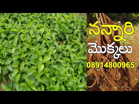 Natural hemidesmus indicus nannari root seeds /annaramool se...