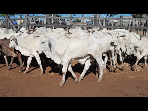 Feira do Gado em Limoeiro Pernambuco 30/04/2026