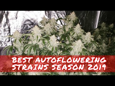 download lagu mp3 mp4 Strongest Autoflower, download lagu Strongest Autoflower gratis, unduh video klip Strongest Autoflower