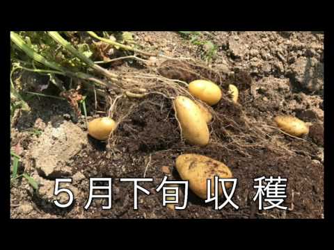 園芸 ジャガイモタマネギ