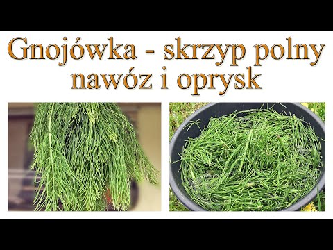 Gnojówka ze skrzypu polnego - nawóz, oprysk - Ogrodowe pierdamony 100