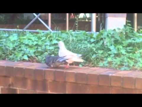 Inter-Racial Gay Bird Porn- A Modern Love Story