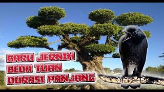 Download lagu Guru Vokal Suara Decu Gacor (Kacer Mini) Untuk Masteran Kenari mp3