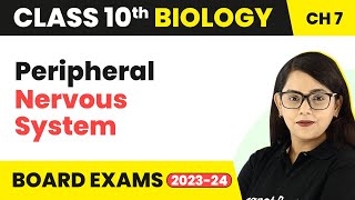 Peripheral Nervous System - Control and Coordination | Class 10 Biology