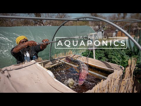 , title : 'Backyard Aquaponics Farming Fresh Fish and Vegetables | PARAGRAPHIC'