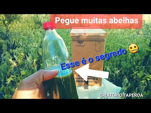 como capturar abelhas com caixa isca ( esse é o segredo! )