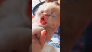 ☆Super Cute Animals☆Cute cats and funy dogs＆cat　videos compilation2021C㉙#Shorts
